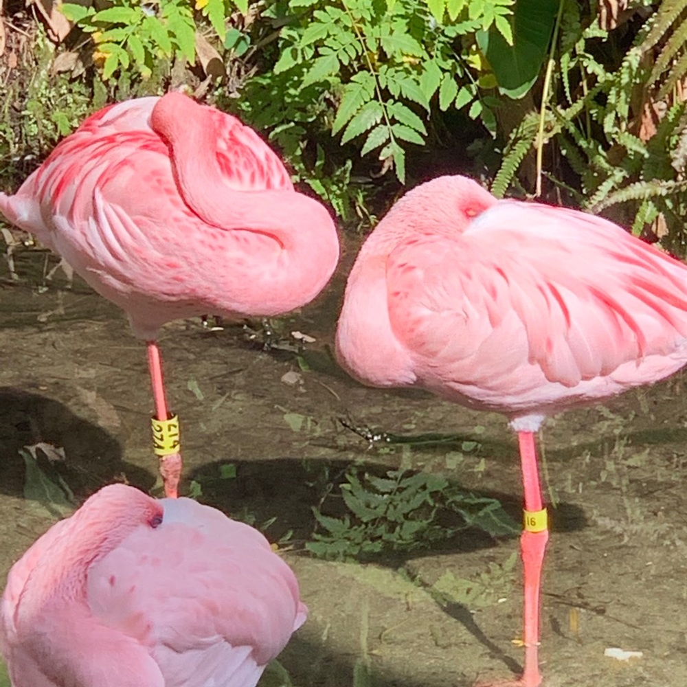 Meet your Posher, Krista